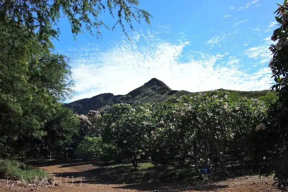 Botanical Garden in a Volcano Crater? - Lavahut