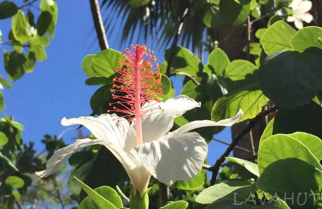 Explore the Rich History and Natural Beauty of Foster Botanical Garden in Honolulu - Lavahut