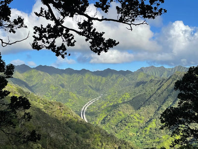 From Railways to Rainforests: Hiking the Aiea Loop Trail and Discovering Hawaii's Past.