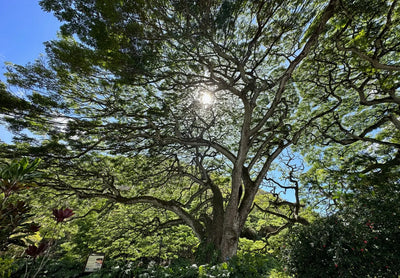 Exploring the Natural Wonders of Waimea Valley Botanical Garden: A Hawaiian Paradise