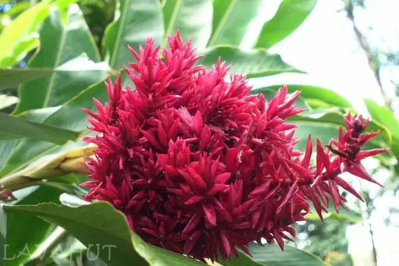 Manoa's Enchanted Garden: A Hidden Delight - Lavahut