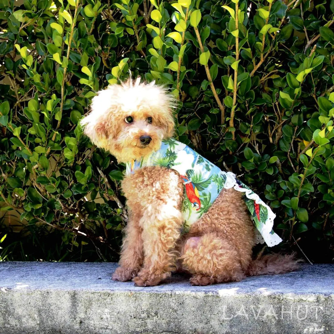 Dog wearing shops hawaiian shirt