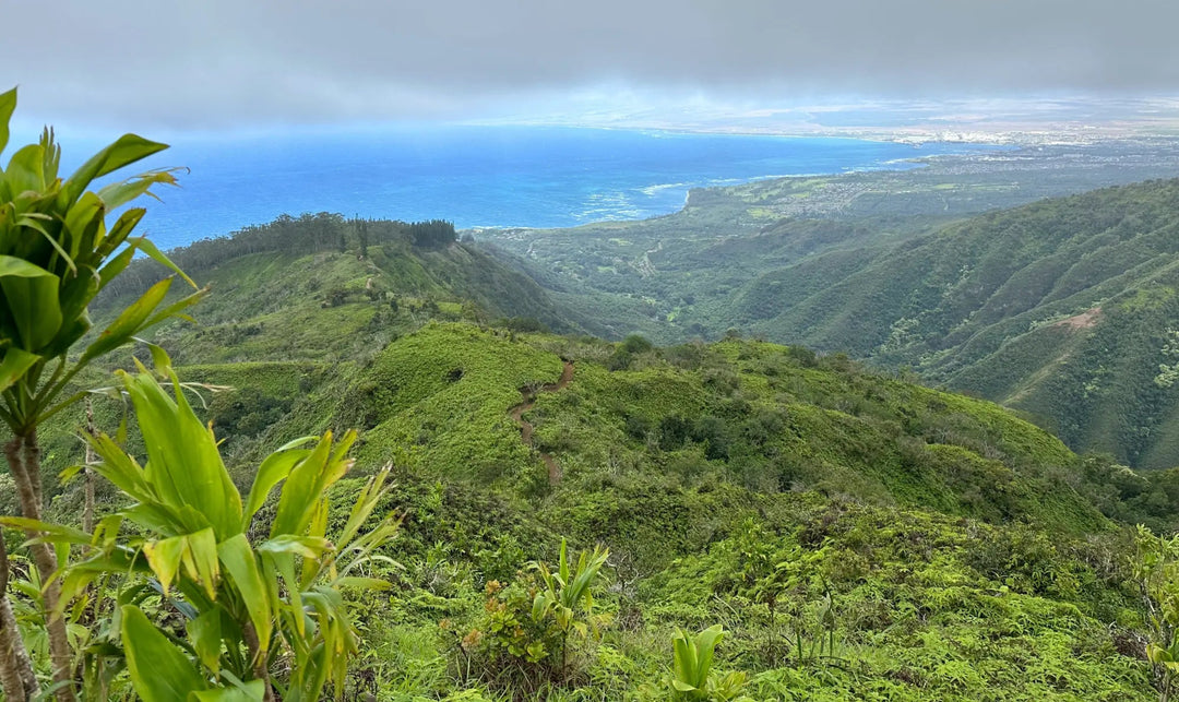 High in the Clouds: Hiking the Waihe'e Ridge Trail in Maui - Lavahut