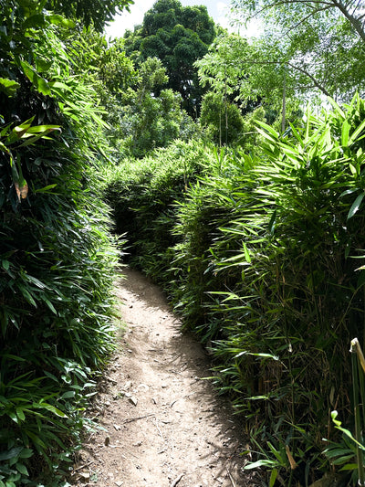 Strolling Through A Garden of Friendship