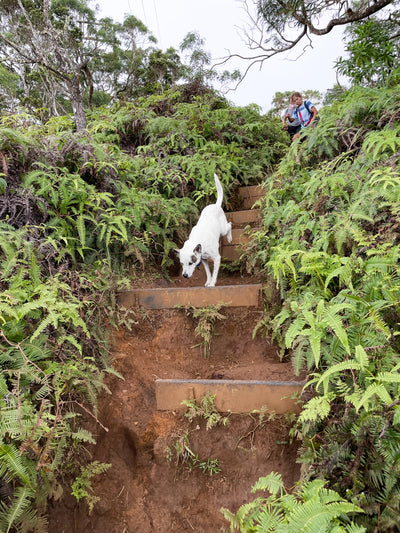 Oahu's Best Kept Secret: Wiliwilinui Ridge Trail