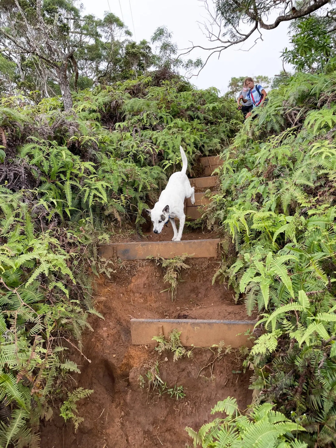 Wiliwilinui Ridge Trail