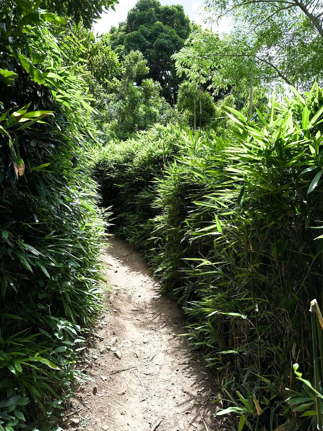 Strolling Through A Garden of Friendship - Lavahut