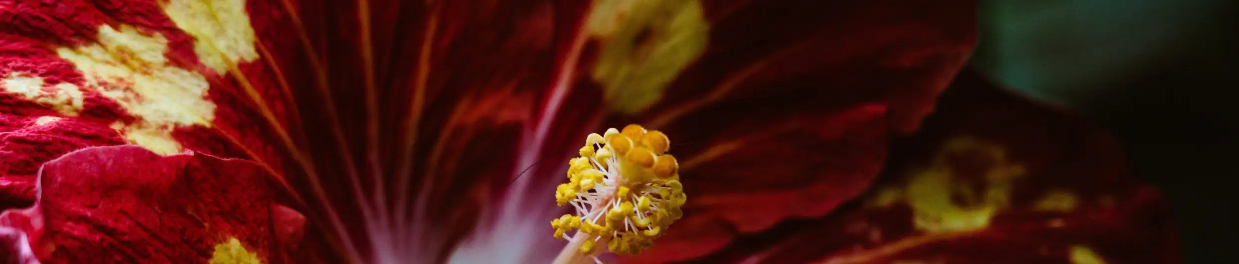 Deep red hibiscus flower with vibrant yellow stamens and subtle white veining.