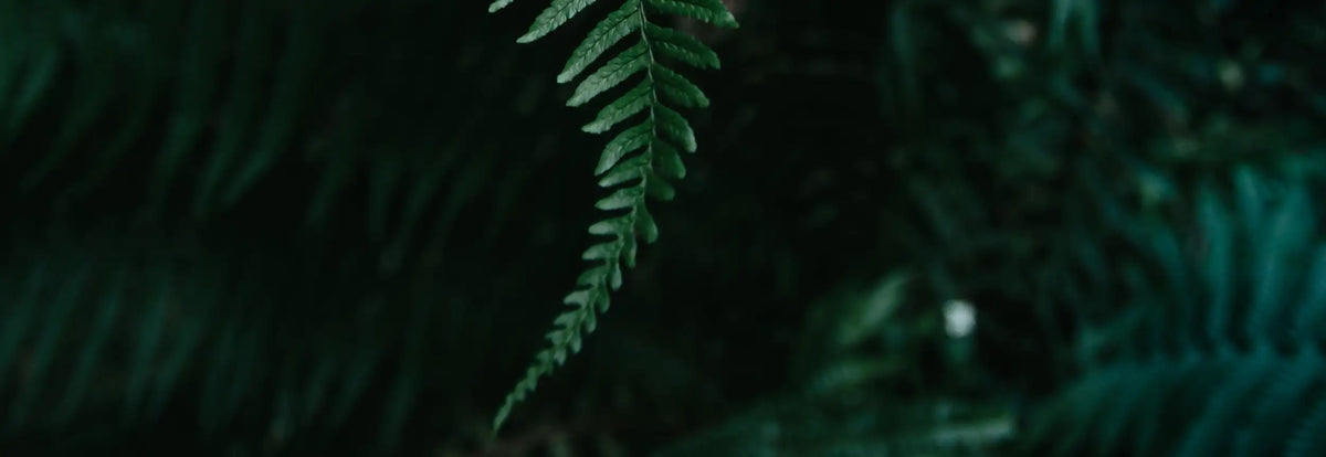 A delicate, dark green fern frond with slender, segmented leaves hangs gracefully against a softly blurred backdrop of similar foliage.