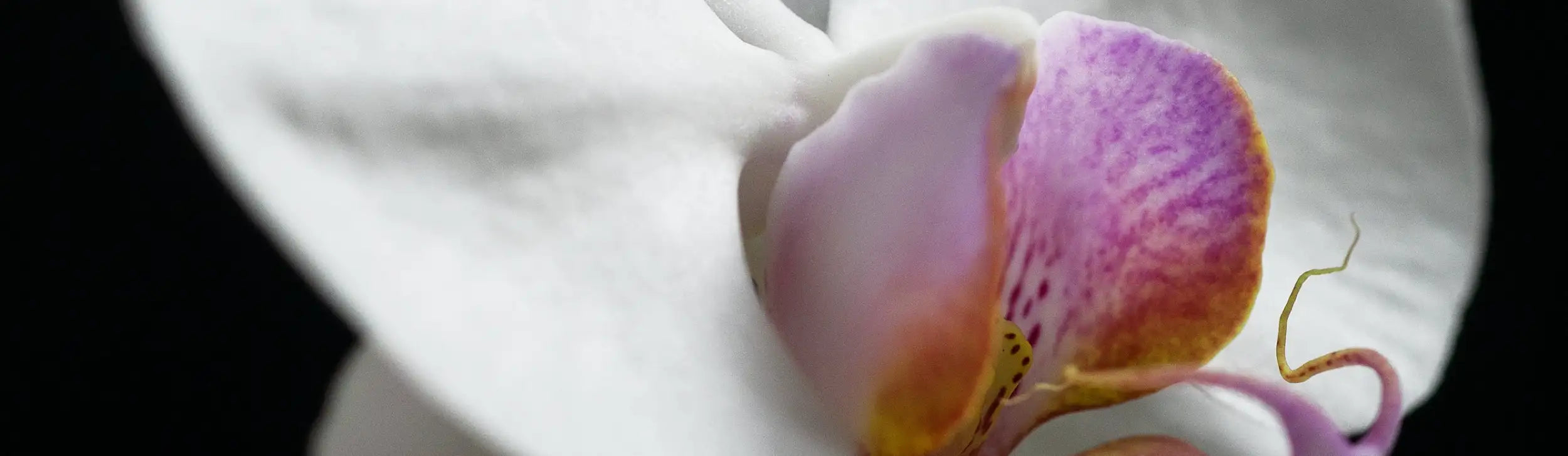 A delicate white orchid with soft pink and purple accents on its petals, featuring a subtle gradient of color toward the center.