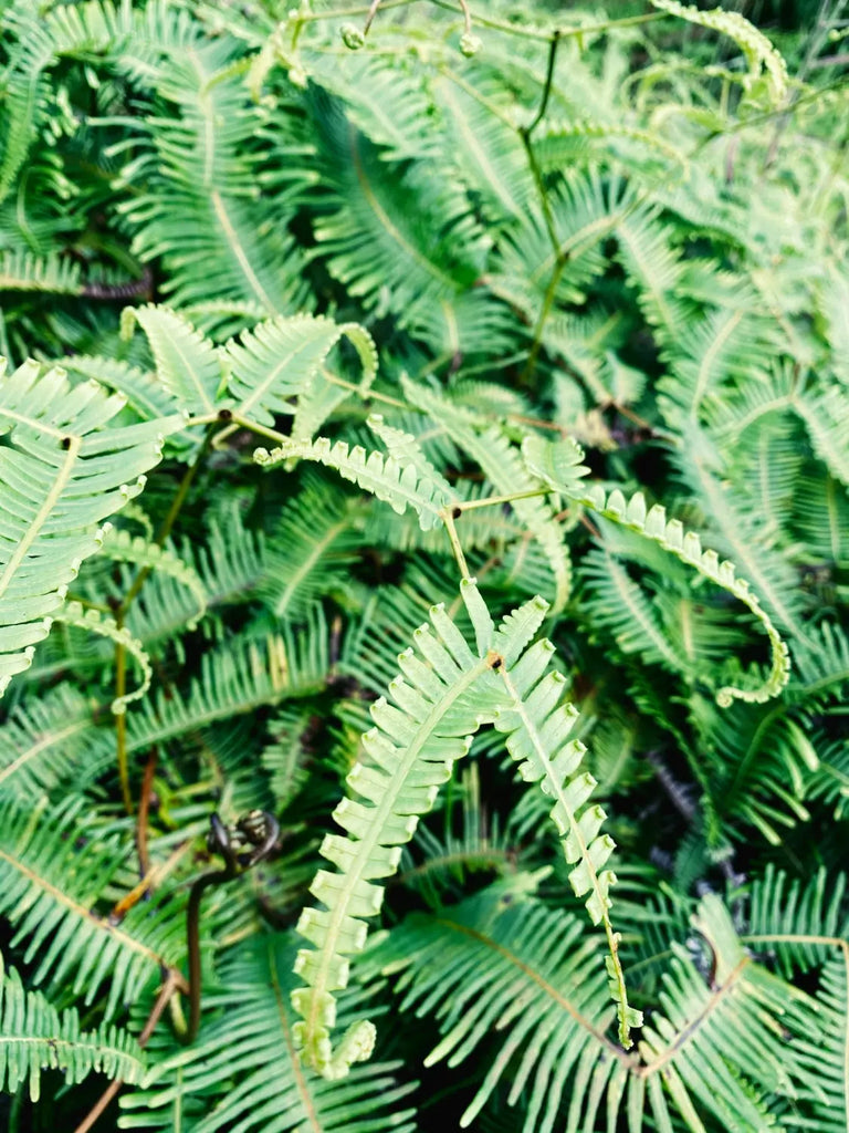 Lavahut - Kuliouou Hike - Local Ferns