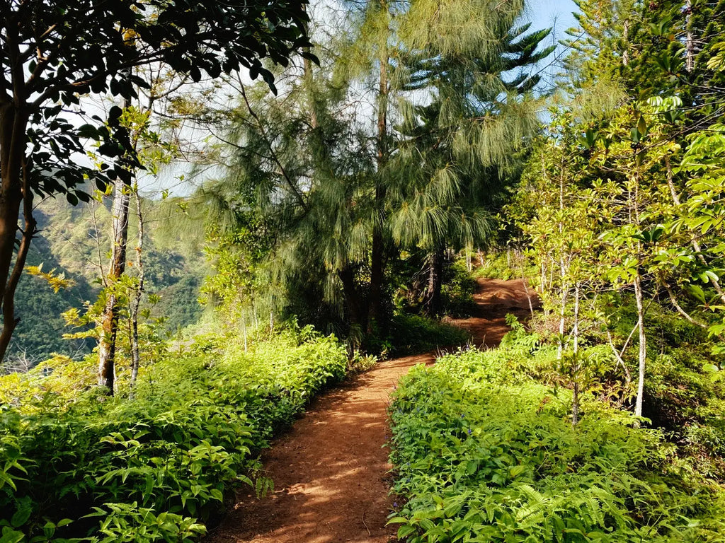 Lavahut - Kuliouou Hike - Cleared Dirt Path