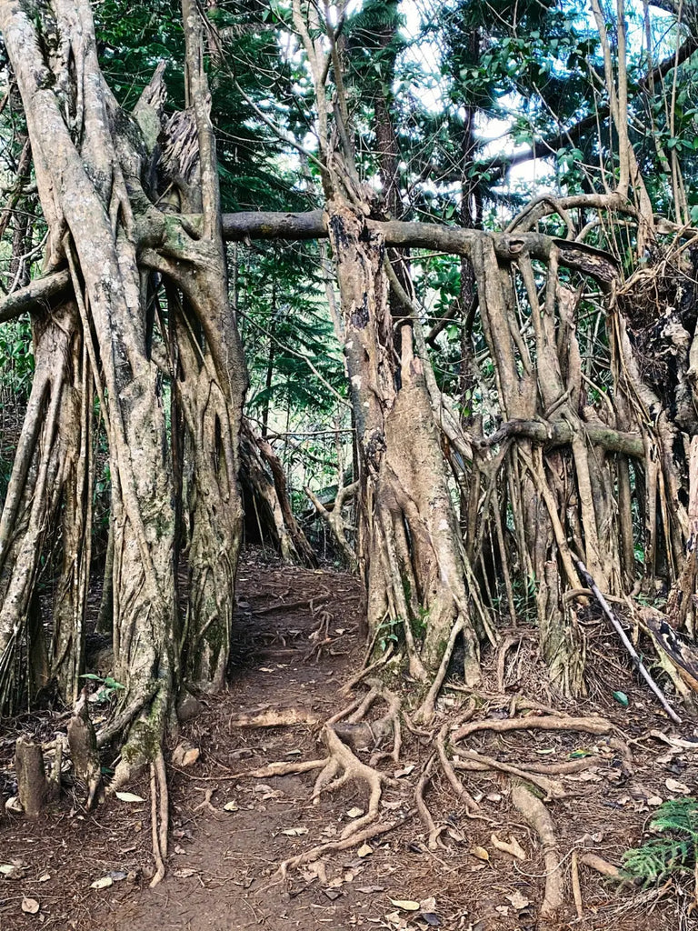 Lavahut - Kuliouou Hike - Trees along the path