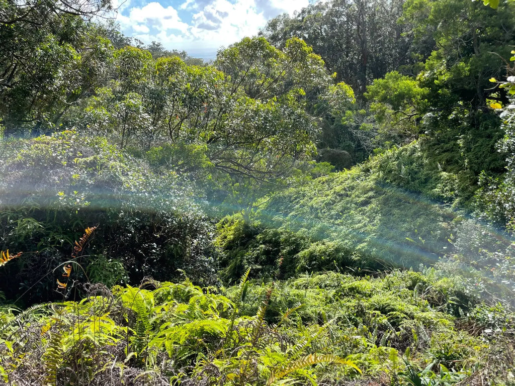 Lavahut - Hiking the Aiea Loop Trail