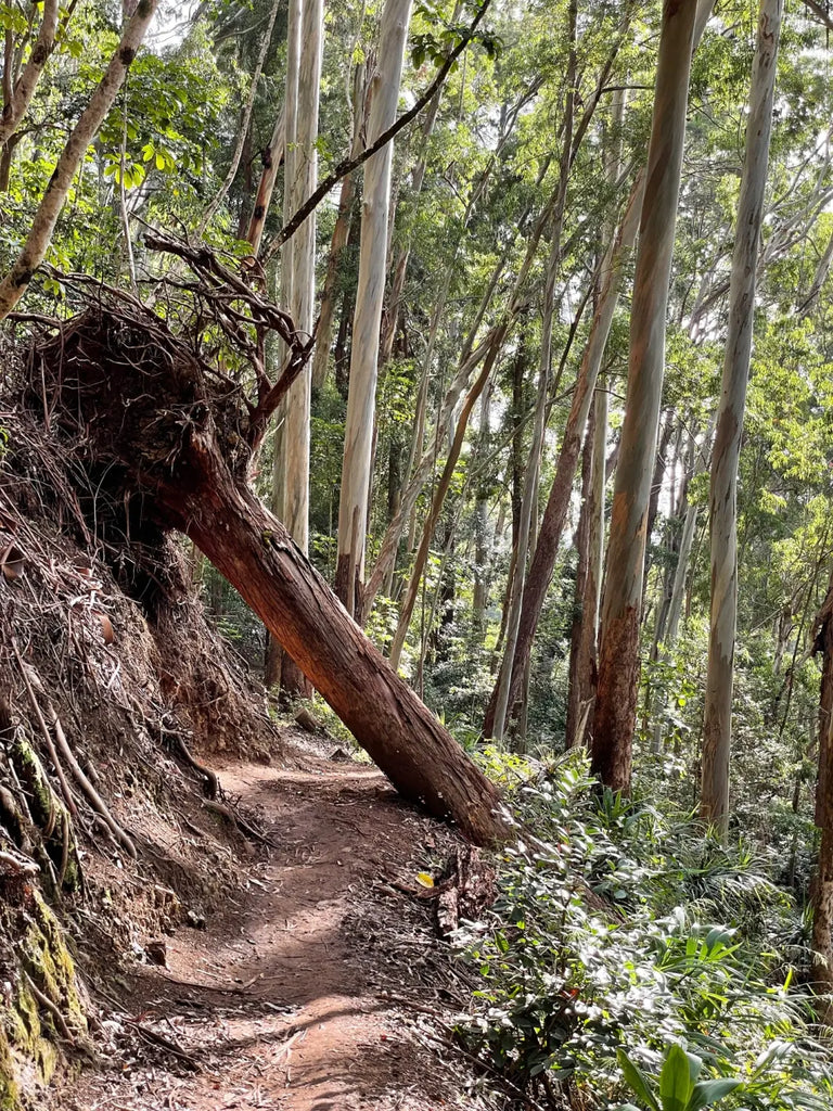 Lavahut - Hiking the Aiea Loop Trail - H3