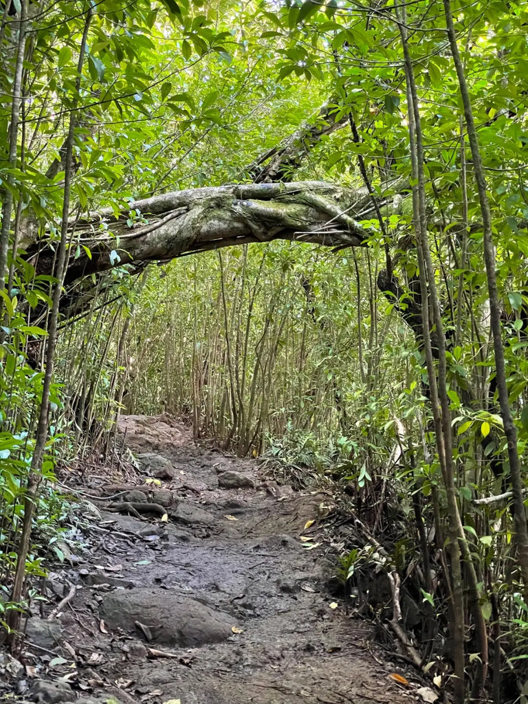 Lavahut - Hiking the Aiea Loop Trail - H3