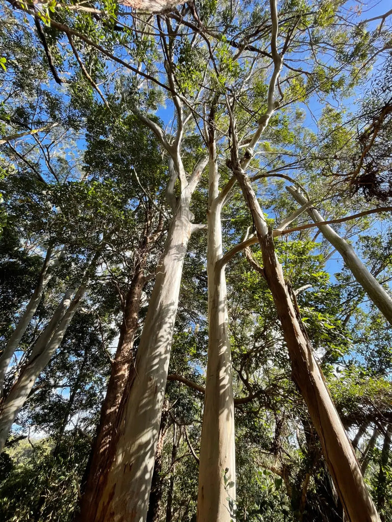 Lavahut - Hiking the Aiea Loop Trail