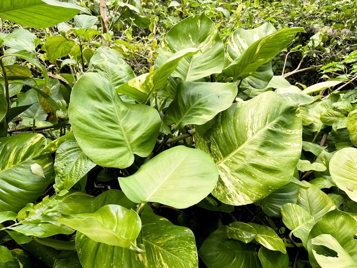 Lavahut - Friendship Garden in Kaneohe, Hawaii