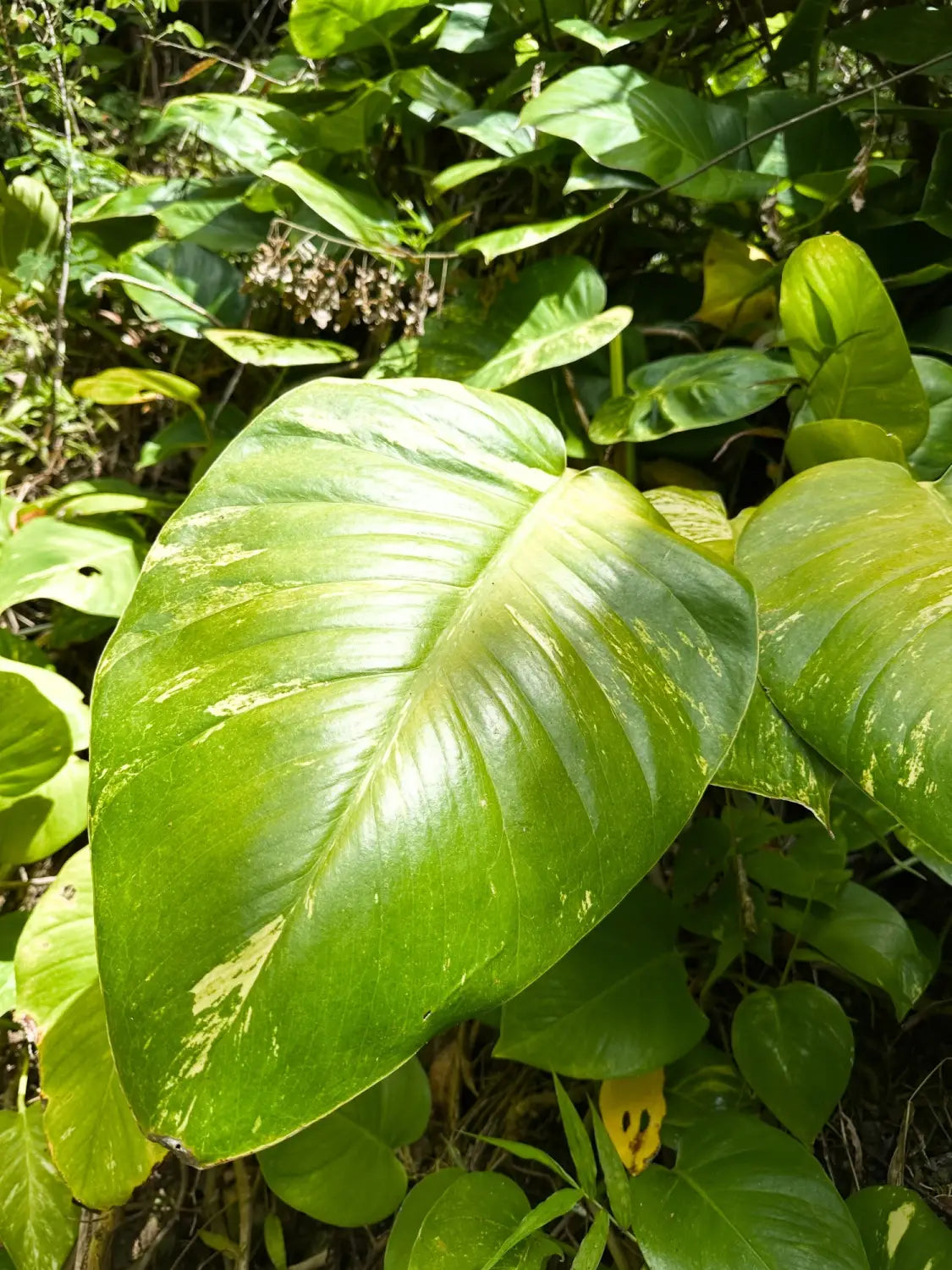 Lavahut - Friendship Garden in Kaneohe, Hawaii