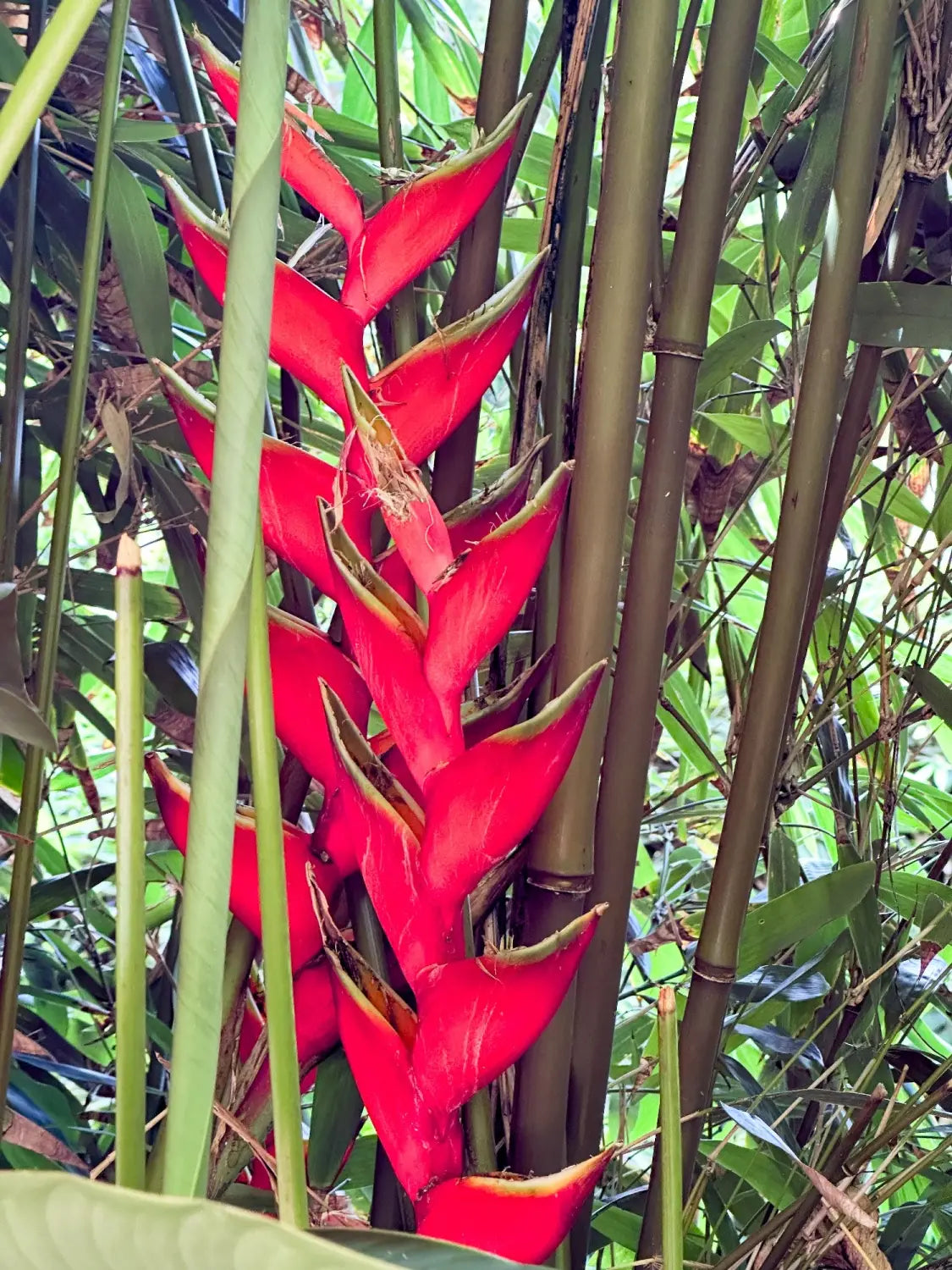 Lavahut - Friendship Garden in Kaneohe, Hawaii