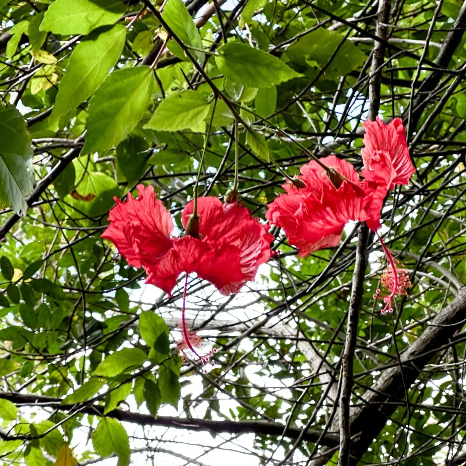 Lavahut - Friendship Garden in Kaneohe, Hawaii