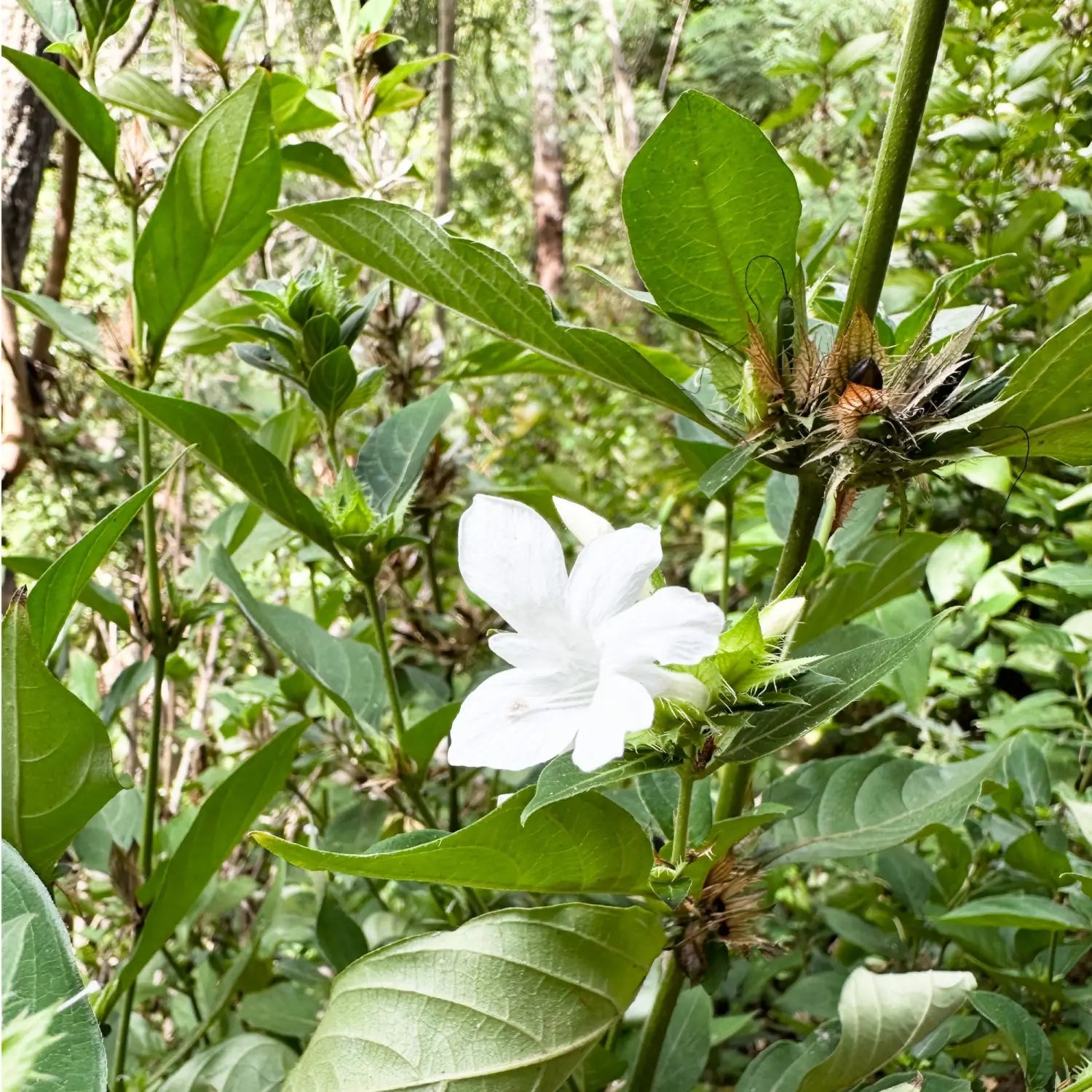 Lavahut - Friendship Garden in Kaneohe, Hawaii