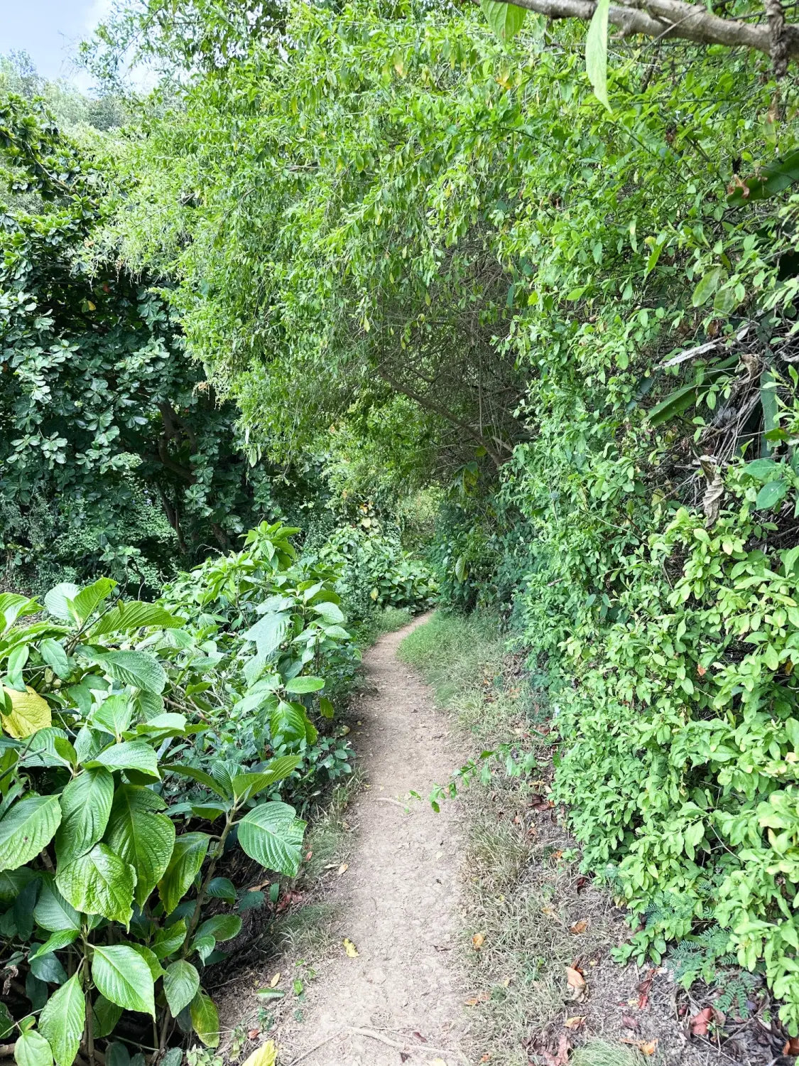 Lavahut - Friendship Garden in Kaneohe, Hawaii