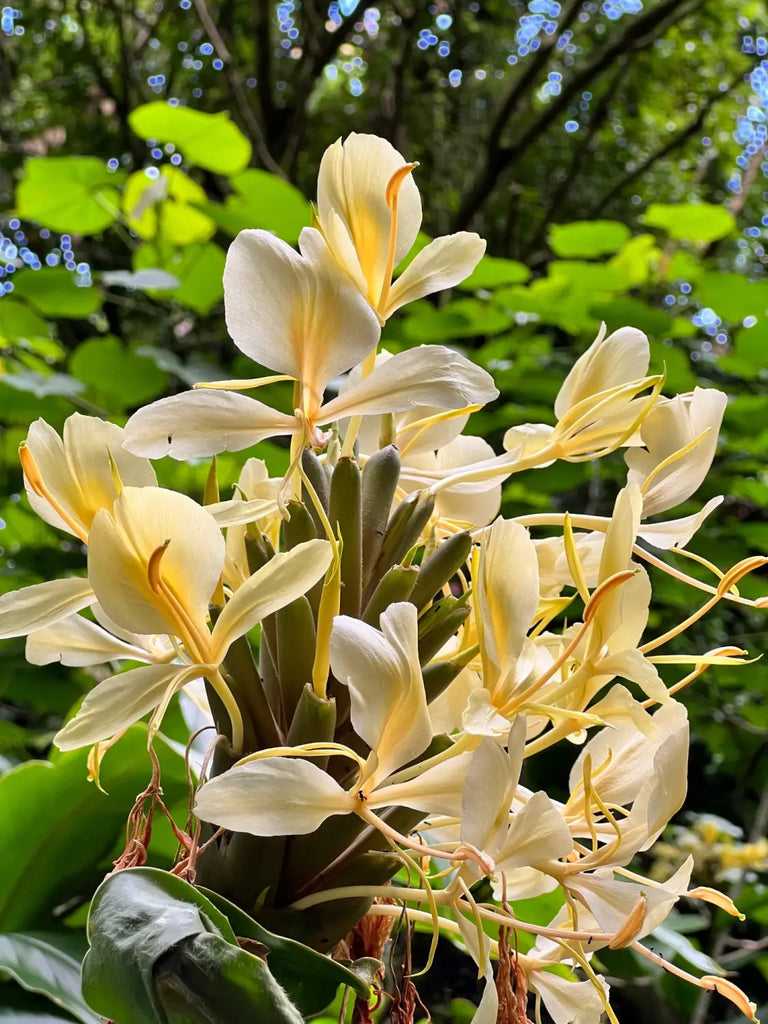 Lavahut Blogs - Lulumahu Hike - Hawaii Outdoors