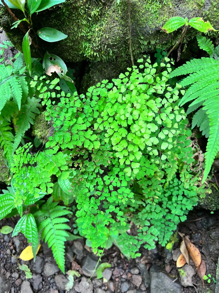 Lavahut Blogs - Lulumahu Hike - Hawaii Outdoors