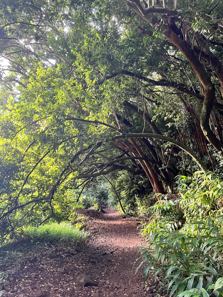 Lavahut Blogs - Lulumahu Hike - Hawaii Outdoors