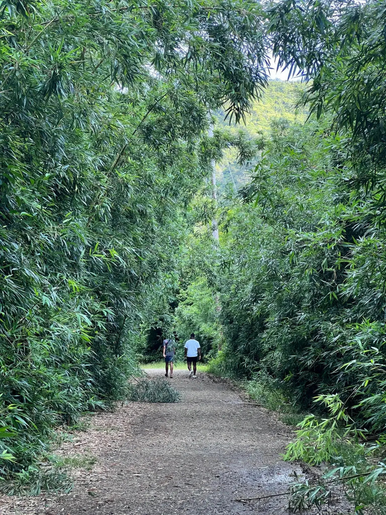 Lavahut Blogs - Lulumahu Hike - Hawaii Outdoors