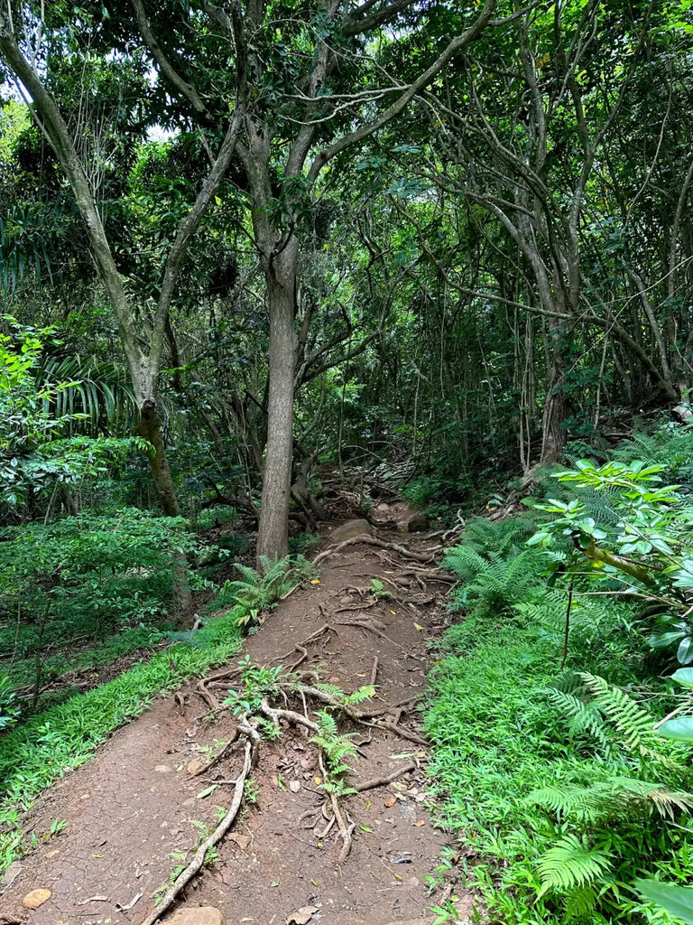 Conquer the Olomana Hiking Adventure: A Thrilling Journey to Oahu's Stunning Peaks (Peak 1)