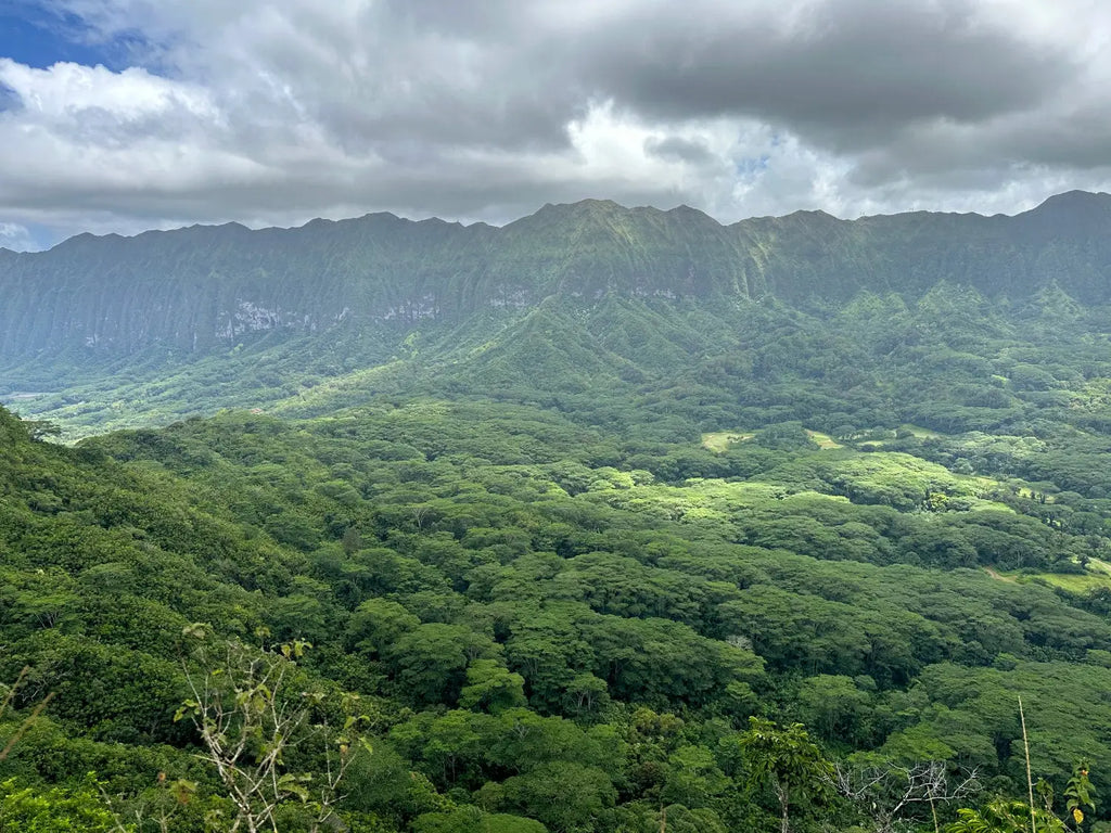 Conquer the Olomana Hiking Adventure: A Thrilling Journey to Oahu's Stunning Peaks (Peak 1)