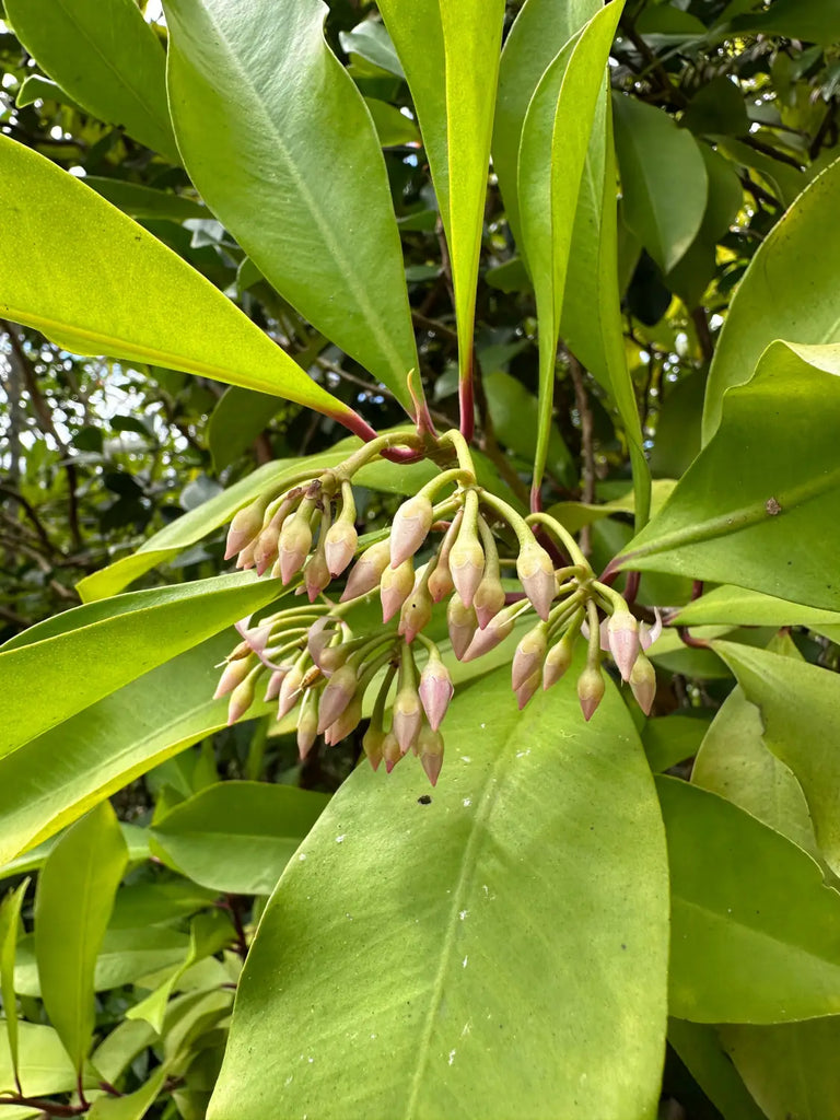 Pu'u Ma'eli'eli trail in Kaneohe