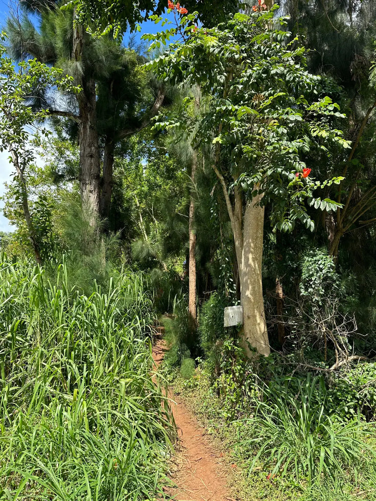 Pu'u Ma'eli'eli trail in Kaneohe