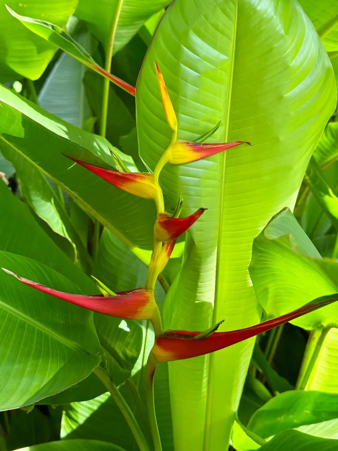 Lavahut Blog - Waimea Valley