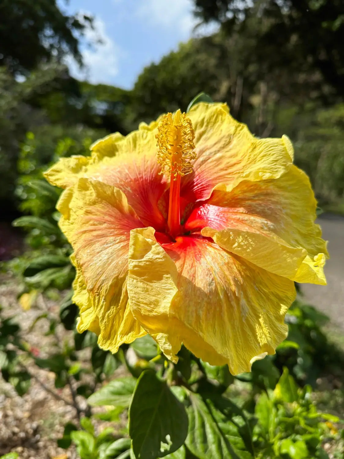 Lavahut Blog - Waimea Valley