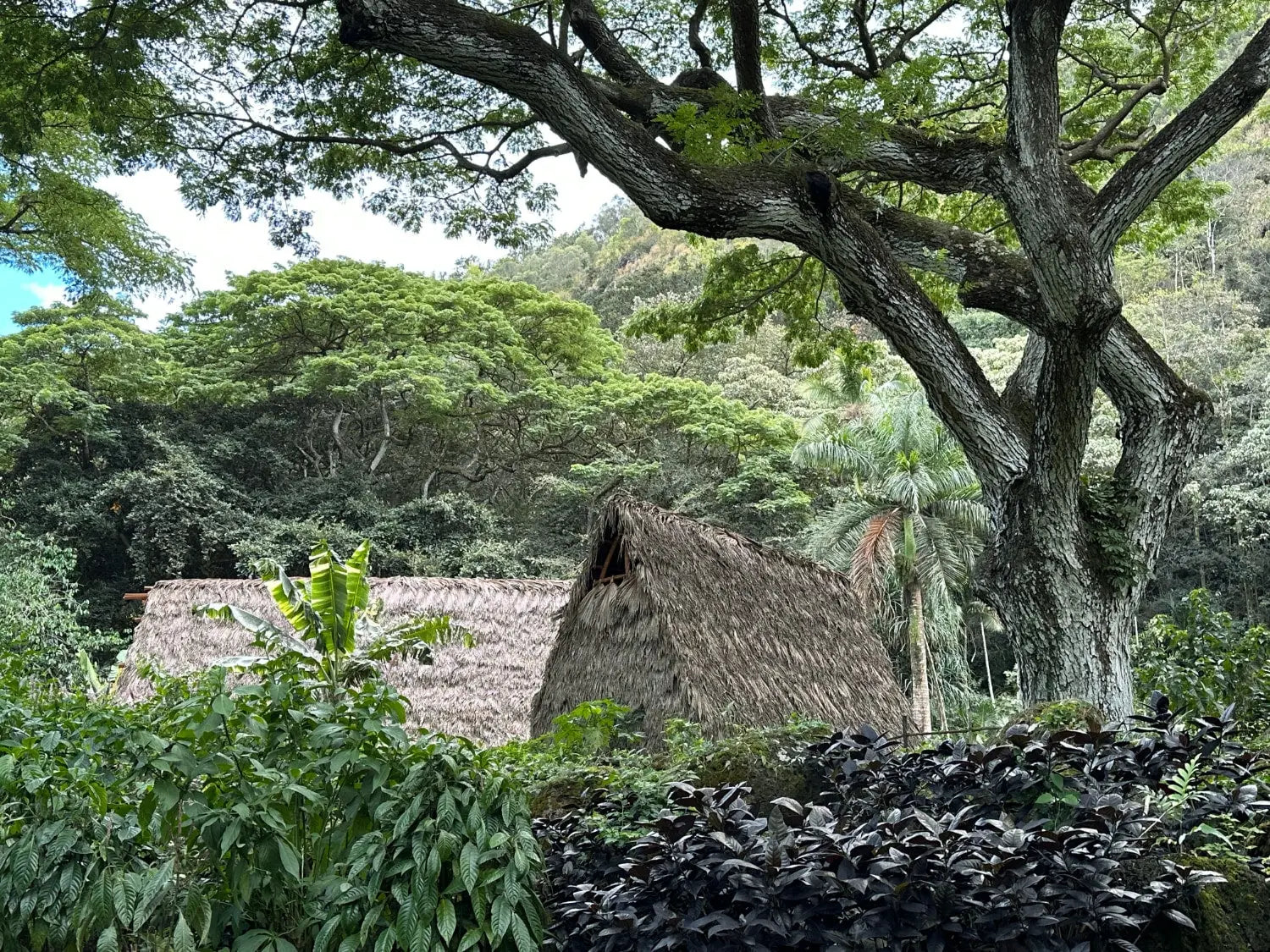 Lavahut Blog - Waimea Valley