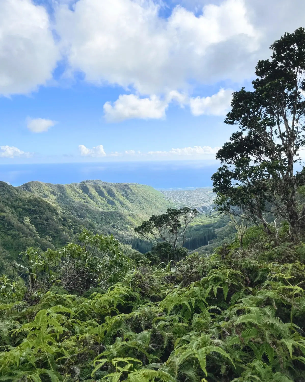 Wiliwilinui Ridge Trail