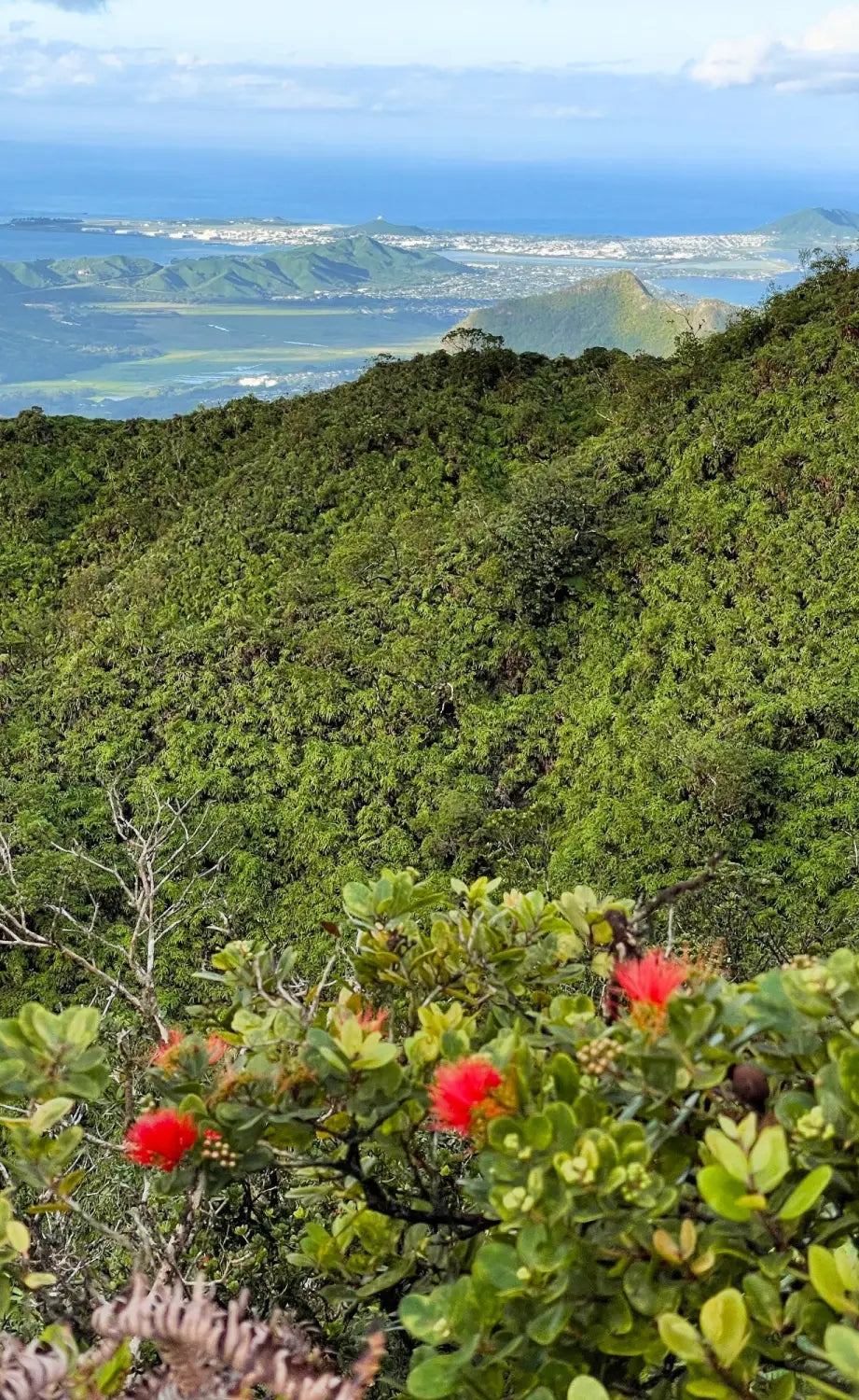 Wiliwilinui Ridge Trail