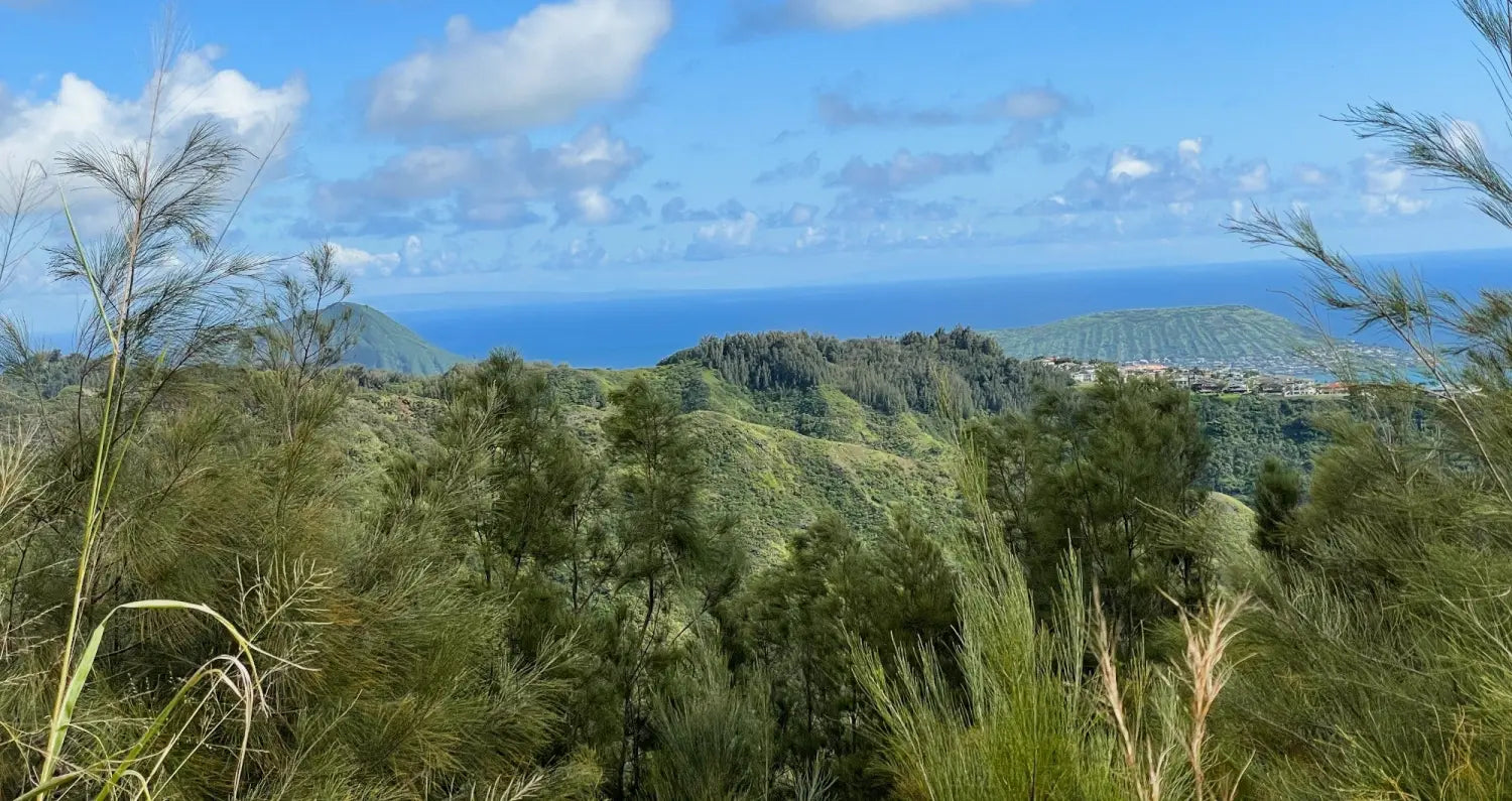 Wiliwilinui Ridge Trail