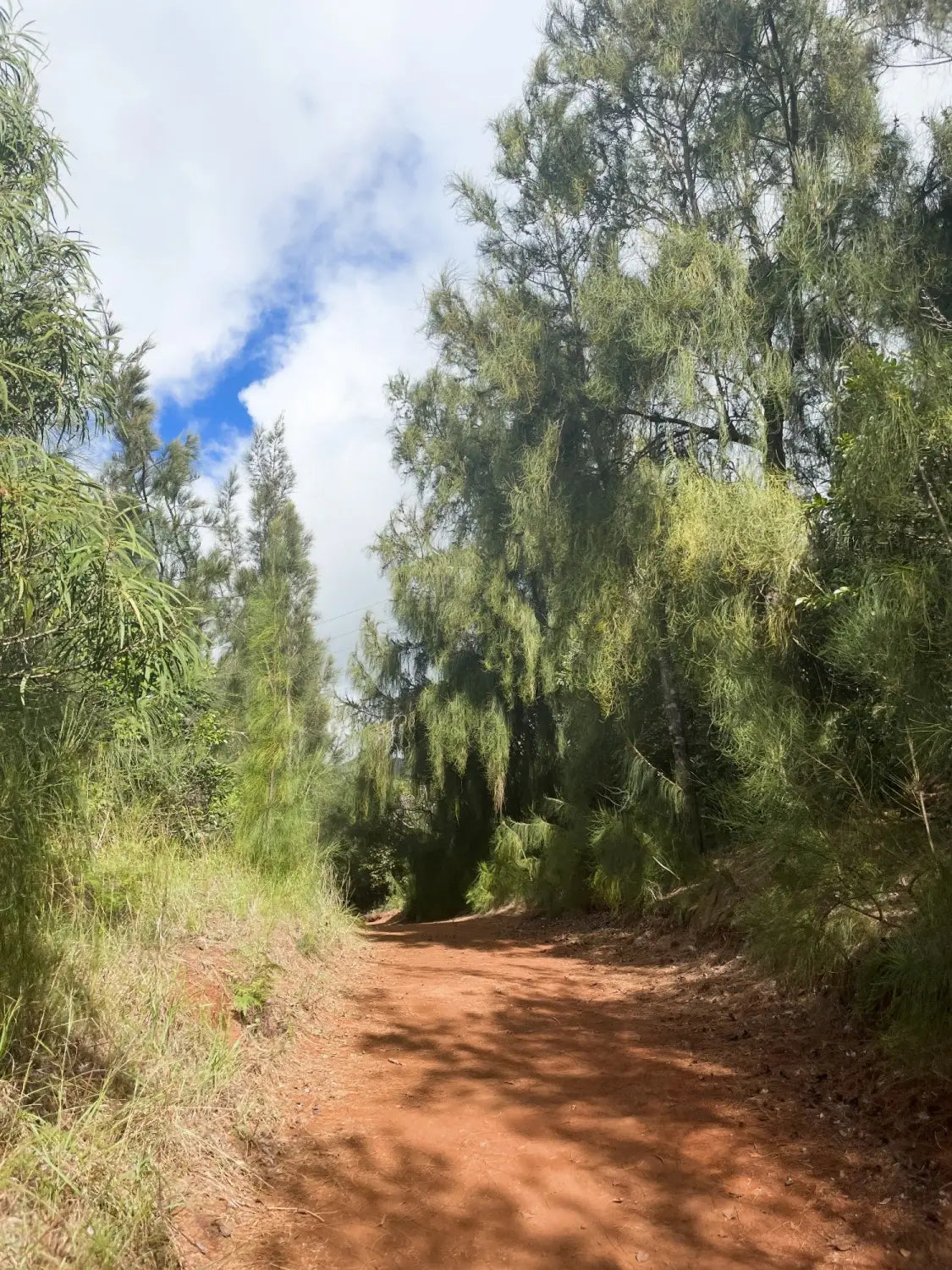 Wiliwilinui Ridge Trail