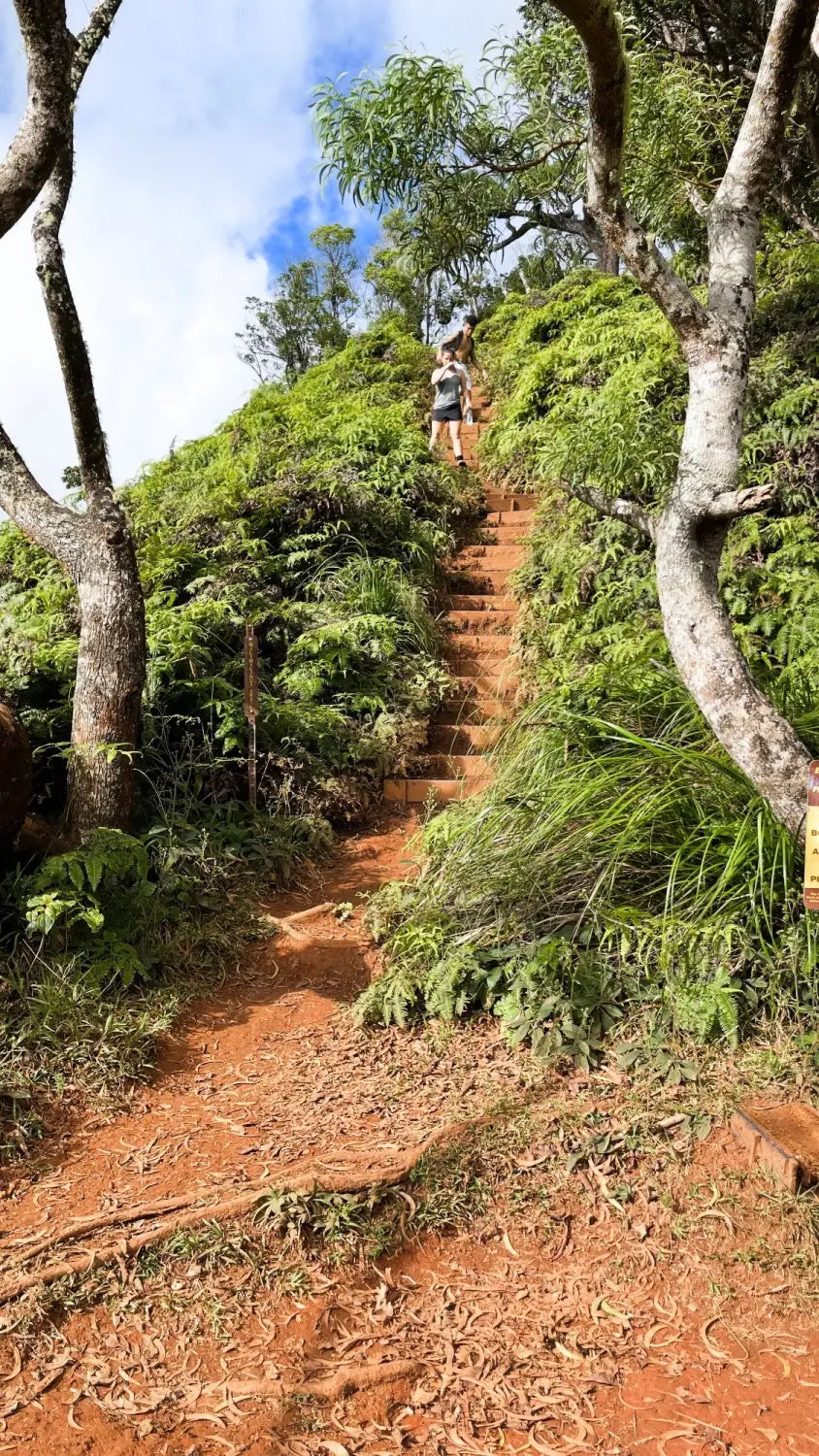 Wiliwilinui Ridge Trail