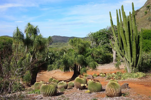 Botanical Garden In a Volcano Crater?