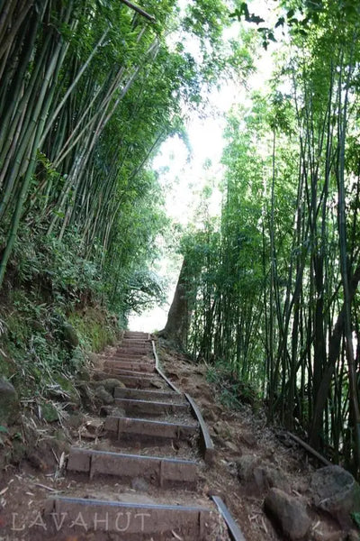 Aloha From Manoa