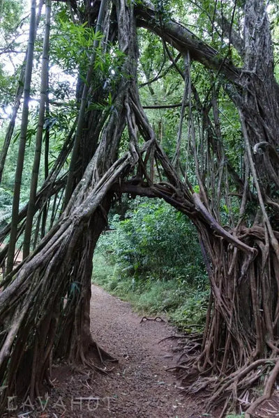 Aloha From Manoa