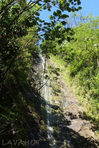 Aloha From Manoa