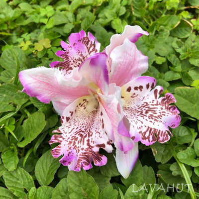 Orchid Blooms Lilac Hawaiian Flower Hair Clip - Made In Hawaii