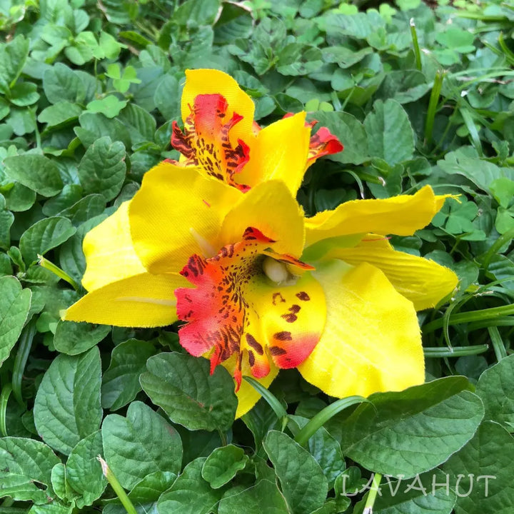 Orchid Blooms Yellow Hawaiian Flower Hair Clip - Made in Hawaii