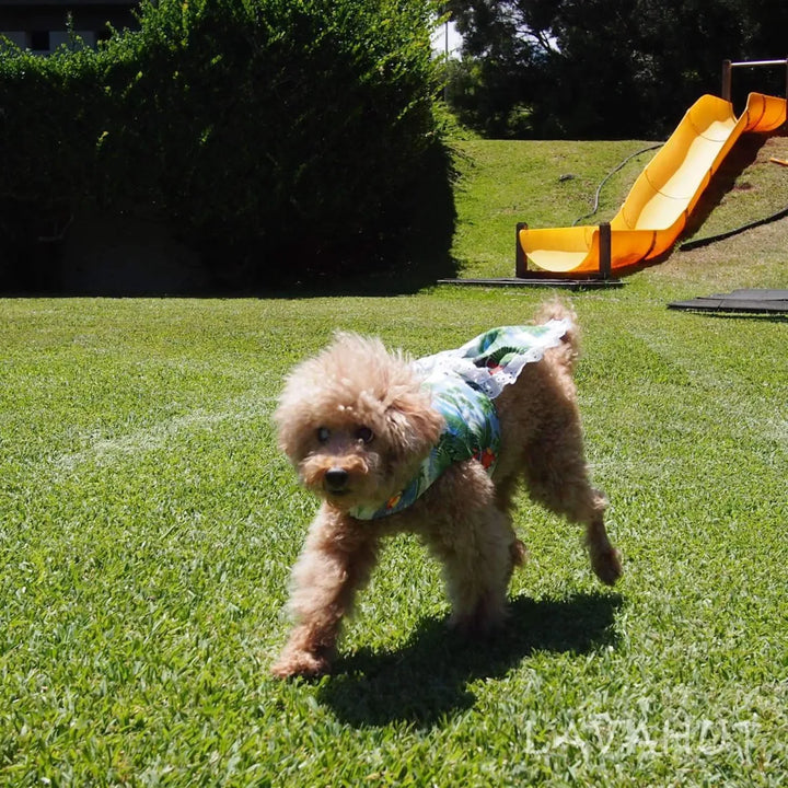 Parrot Blue Hawaiian Dog Dress - Made in Hawaii